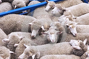 Sheep transportation, sheep on the truck transport. Sheep tightly packed together on a transporter