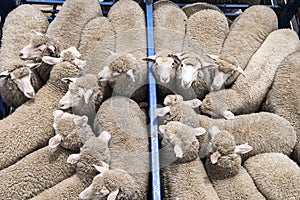 Sheep transportation, South Australia photo