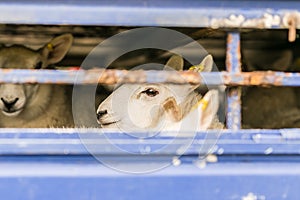 Sheep in transportation truck