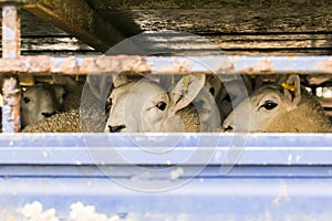 Sheep in transportation truck