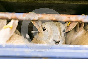 Sheep in transportation truck