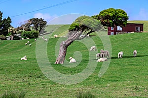 Sheep and Tree - Ovelhas e ÃÂ¡rvore photo