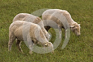 Sheep trio grazing in green field photo