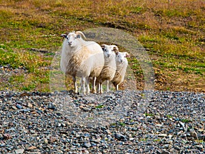 Sheep triple