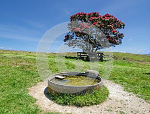 Sheep trough and pohutukawa tree