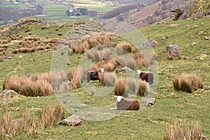Sheep in tussocks on hillside