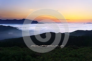 Sheep at twilight in Saibi mountain