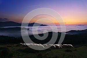 Sheep at twilight in Saibi mountain photo