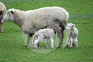 Sheep with twin lamb on the forgotten world highway, New Zealand