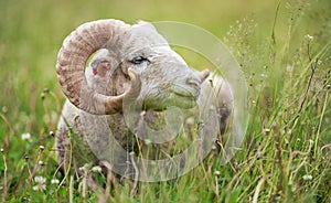 Ovečka se zakroucenými rohy, Tradiční slovenské plemeno - Original Valaska odpočívající v jarní luční trávě
