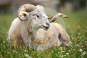 Sheep with twisted horns, Traditional Slovak breed - Original Valaska  resting in spring meadow grass, eyes half closed