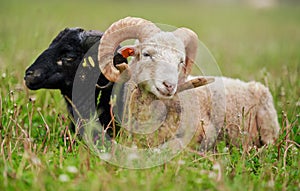 Ovce se zakroucenými rohy, tradiční slovenské plemeno - originál Valaška odpočívá v jarní luční trávě, oči napůl zavřené, tlama