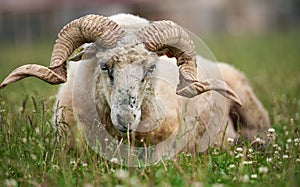 Sheep with twisted horns, Traditional Slovak breed - Original Valaska  resting in spring meadow grass photo