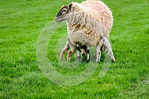 Sheep with two hungry young lambs in a field