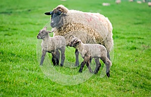Sheep with two lambs in a field
