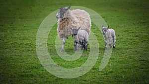 Sheep with two lambs in a grass field.