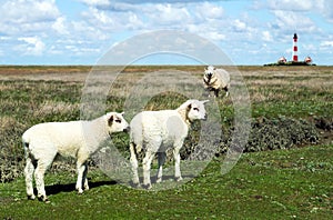 Sheep with two lambs on the salt marsh with the lighthouse Westerhever in the background, Germany