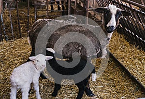 A sheep and two small lambs side by side in the barn. White and black lamb.
