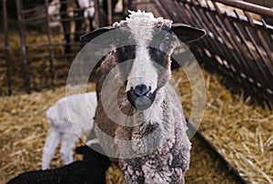 A sheep and two small lambs side by side in the barn. White and black lamb.