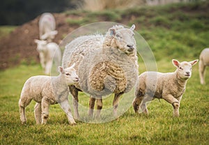 Sheep with two young lambs in a field.