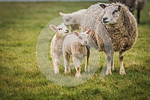 Sheep with two young lambs in a field.