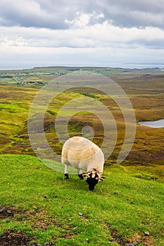 Sheep of typical breed of Scotland, grazing quietly in the green meadows of Quiraing, Skye.