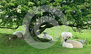 Sheep under gnarled tree.