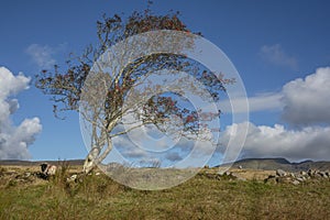 A sheep under a lone tree in Ireland