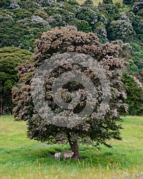 Sheep under a native tree, New Zealand