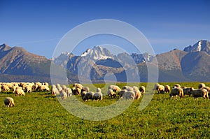 Sheep under Slovac mountains