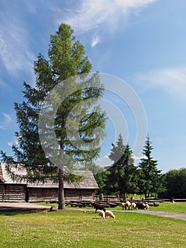 Sheep under the tree in Pribylina