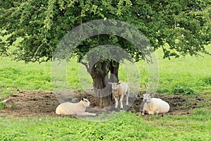 Sheep under the tree in the shadow in Wales.