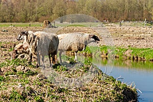 Sheep under the winter sun\'s golden glow