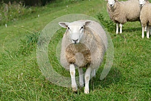 Sheep upfront on the photo