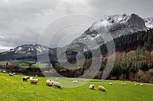 Sheep in Urkiola