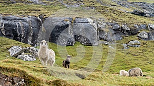 Sheep on Vagar island, Faroe Islands, Denmark, Europe