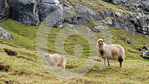 Sheep on Vagar island, Faroe Islands, Denmark, Europe