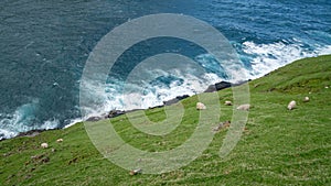 Sheep on Vagar island, Faroe Islands, Denmark, Europe