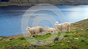 Sheep on Vagar island, Faroe Islands, Denmark, Europe