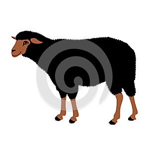 Sheep vector black