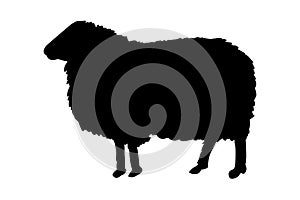 Sheep vector illustration black silhouette.