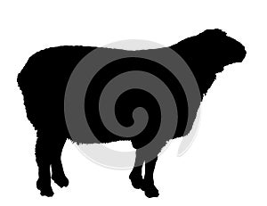 Sheep vector silhouette illustration.