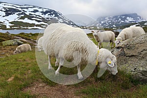 Sheep in Vestfold og Telemark, Norway photo