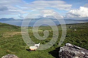 Sheep With a View photo