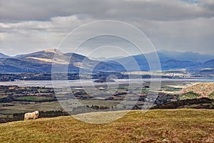 Sheep and Views around Snowdonia