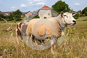 Sheep at village Wijlre in Dutch Limburg