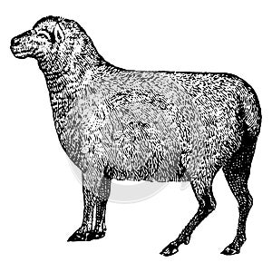 Sheep, vintage illustration