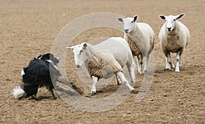 Sheep vs Dog photo