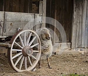 Sheep at Wagon Wheel