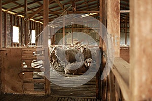 sheep waiting overnight to be shorn in an old traditional timber shearing shed on a family farm in rural Victoria, Australia